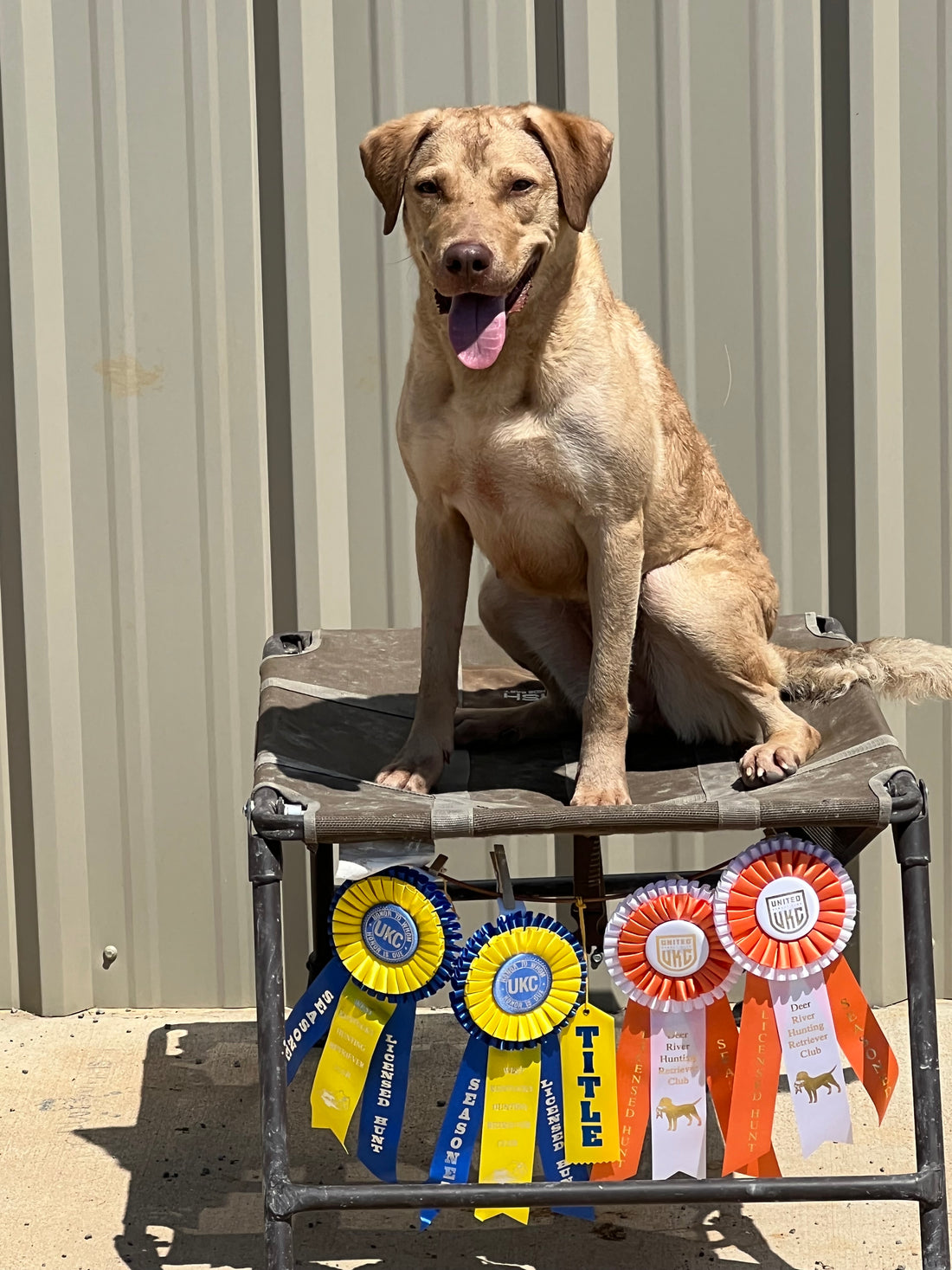 Pet CBD for Older Dogs