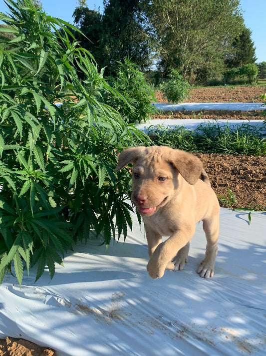 How CBD for Pets Can Enhance Your Furry Friend's Quality of Life