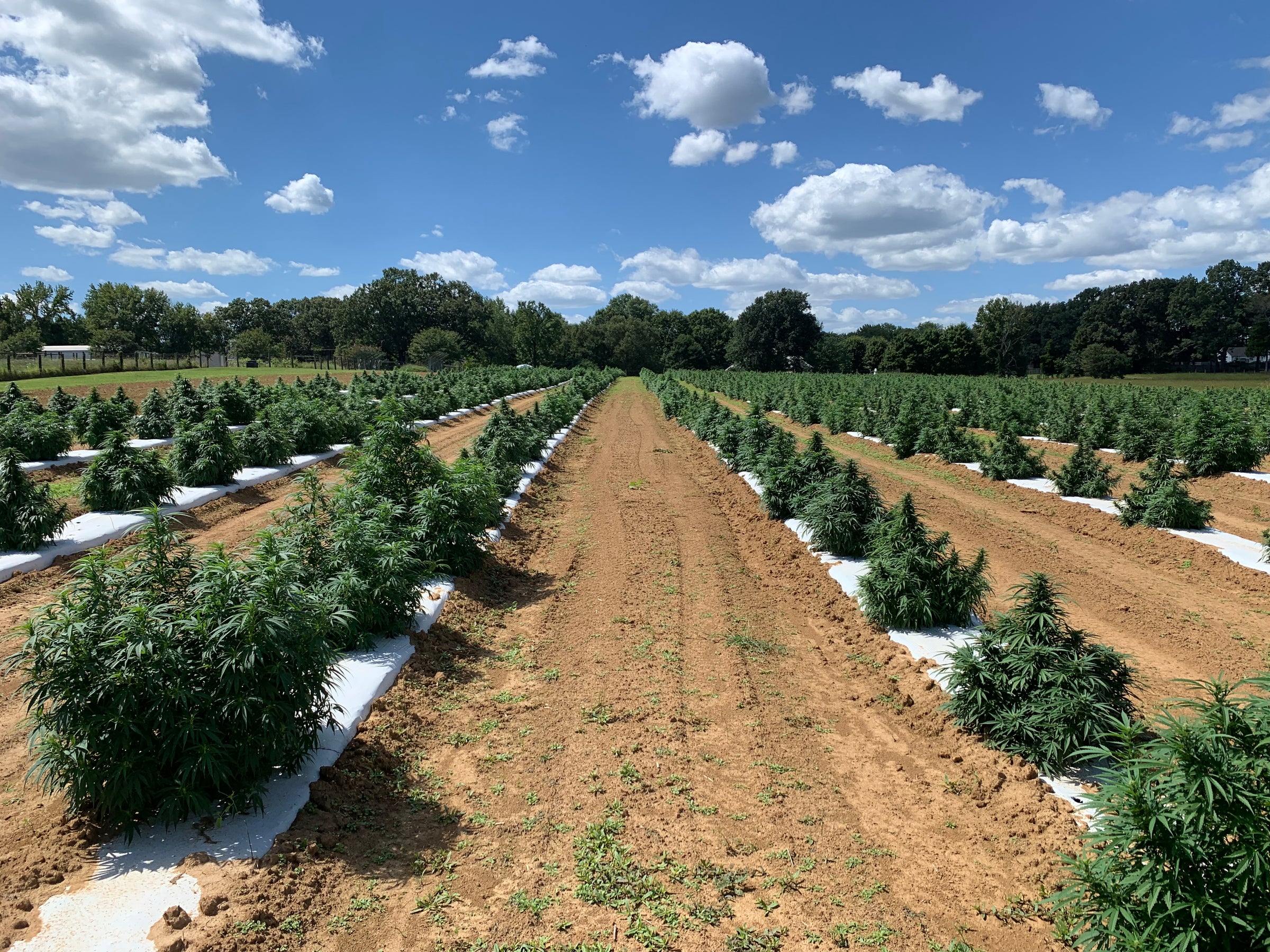 products made from hemp